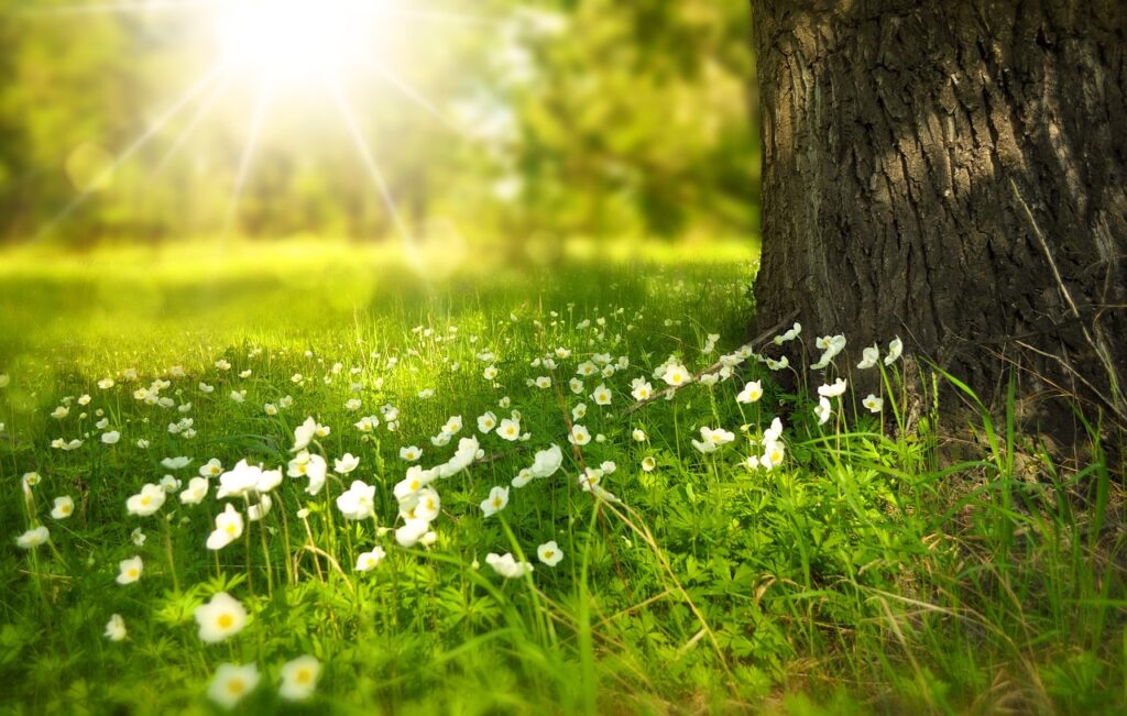 flowers, meadow, sunlight-276014.jpg